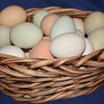 Non-GMO Pastured Poultry Eggs