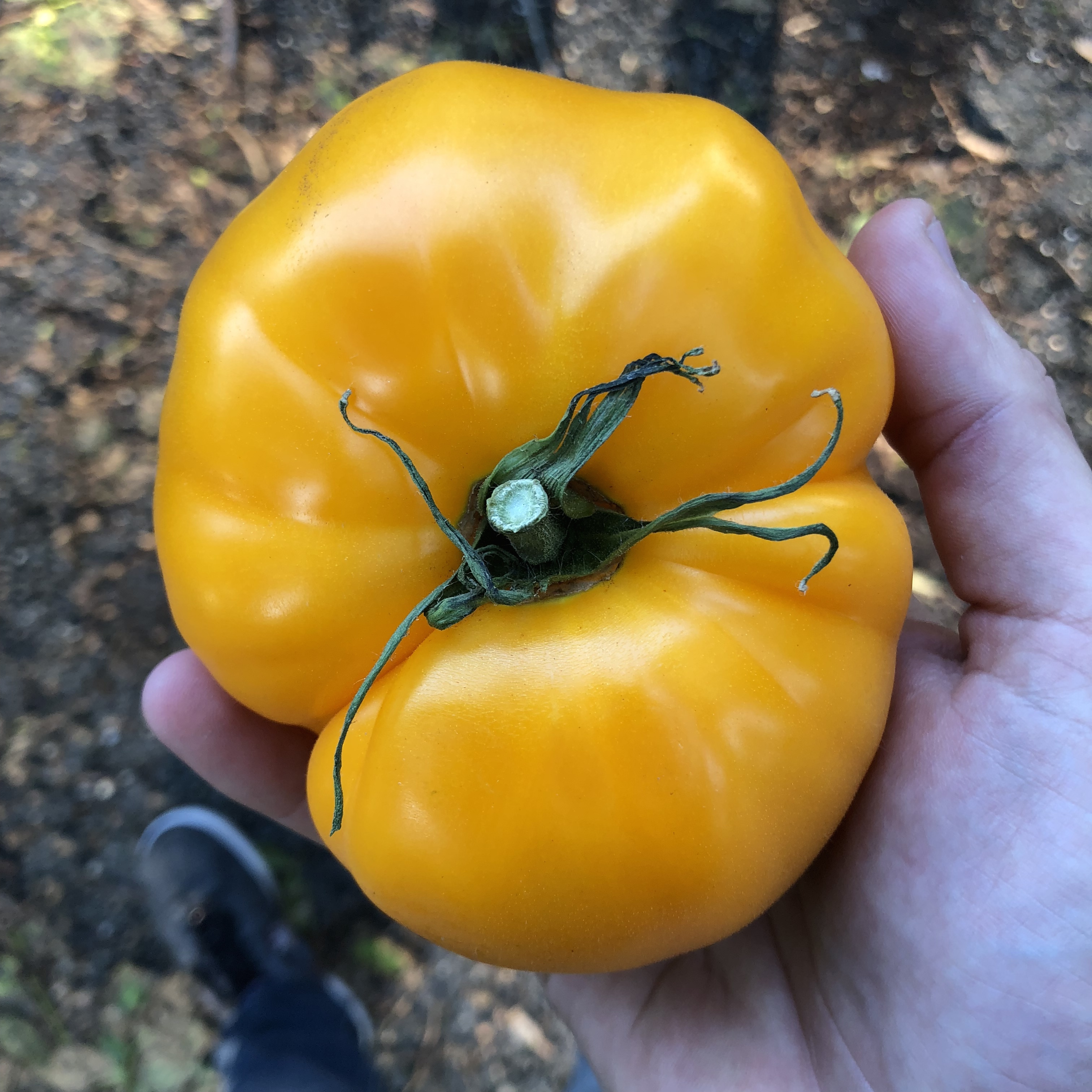 Orange Heirloom Tomatoes