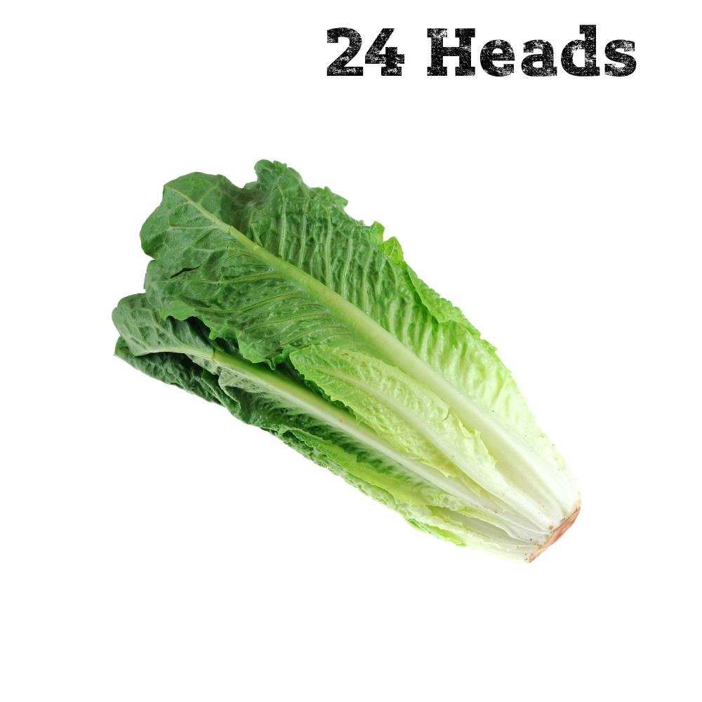 Romaine Lettuce