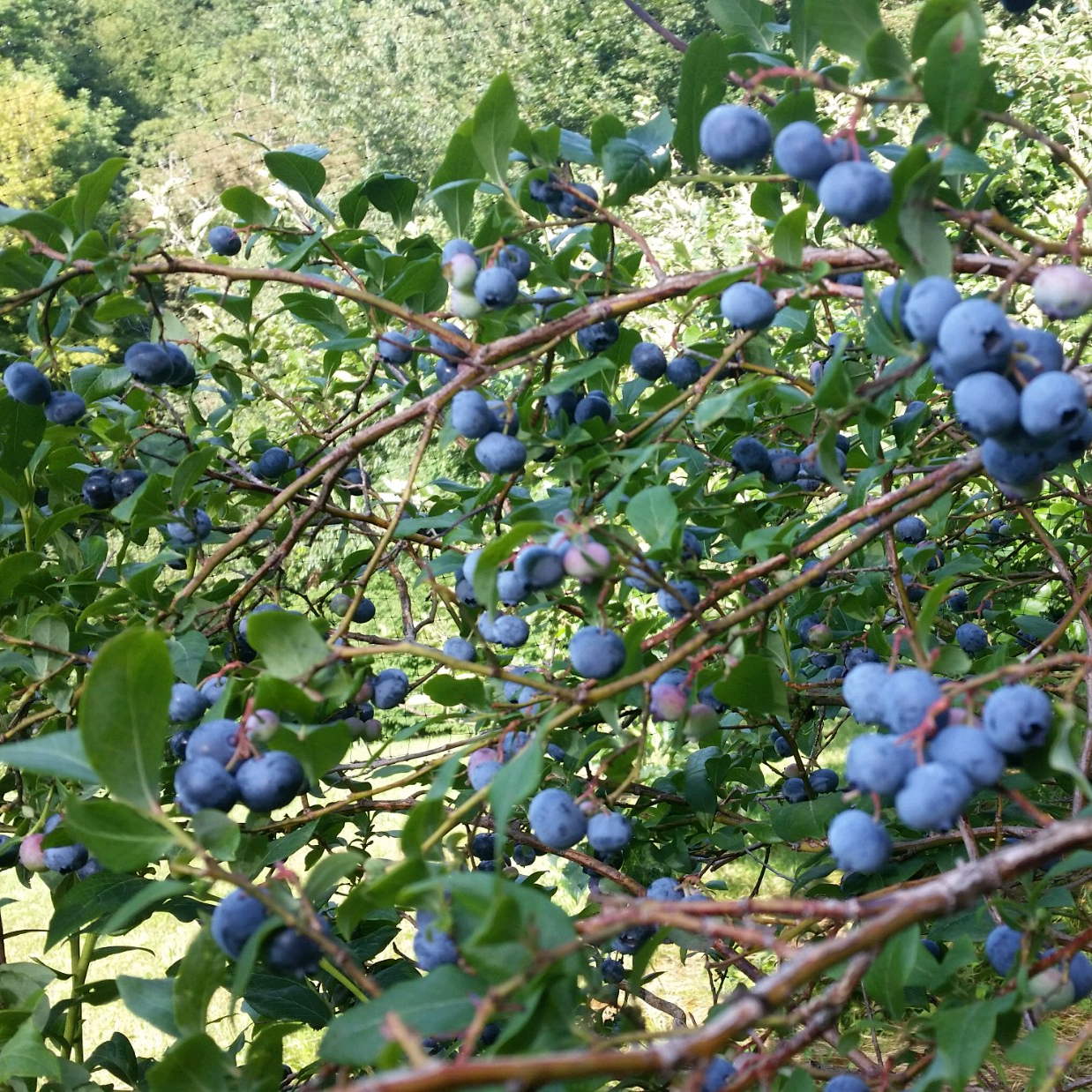 J&D Blueberry Farm