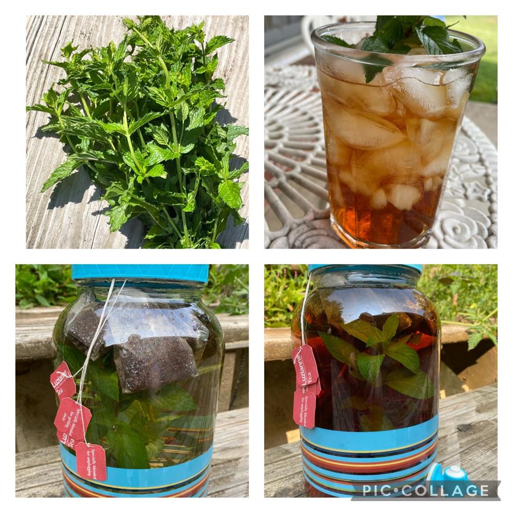 Sweet Peppermint Sun Tea