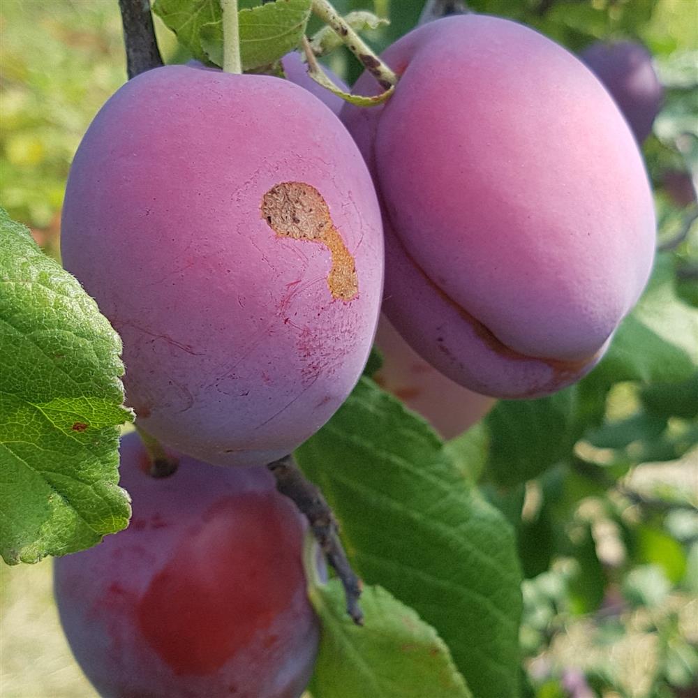 Plums  Co+op