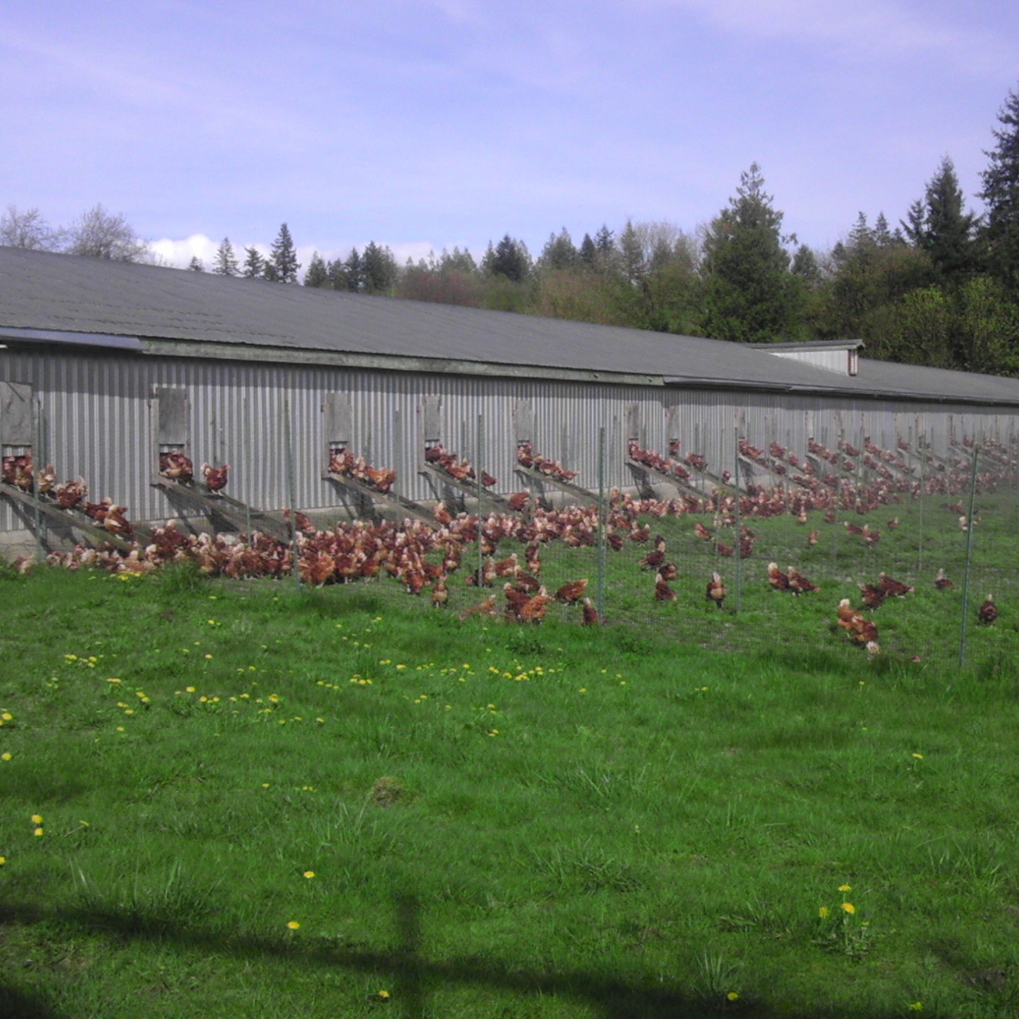 Day Creek Organic Farm