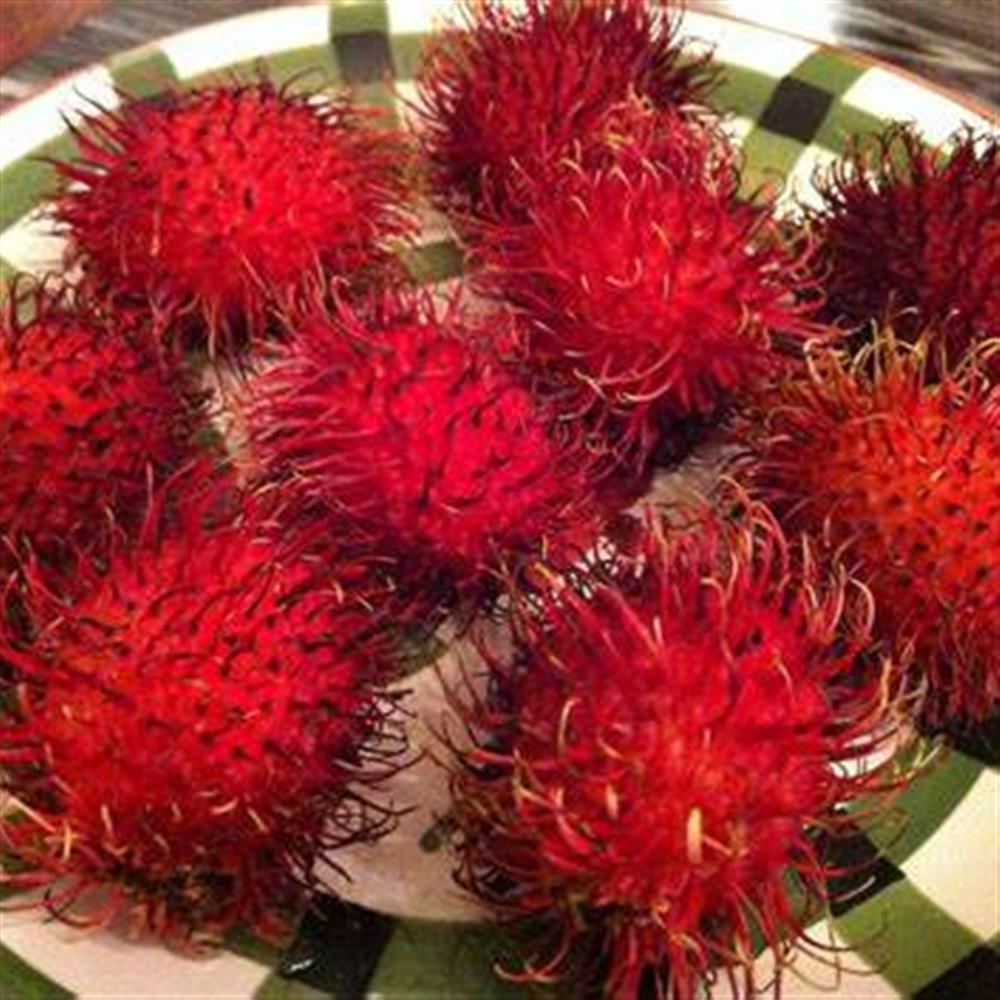 Rambutan