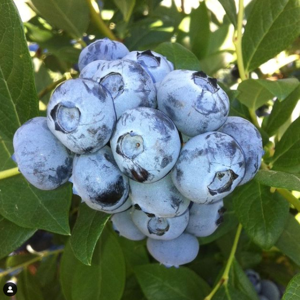 Serres Ranch Blueberries