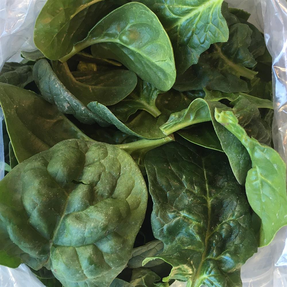 Spinach, Bloomsdale Savoy