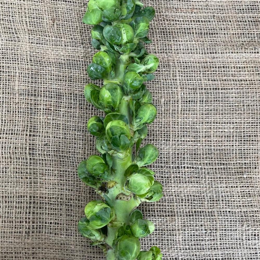 Brussels Sprouts, Stalk