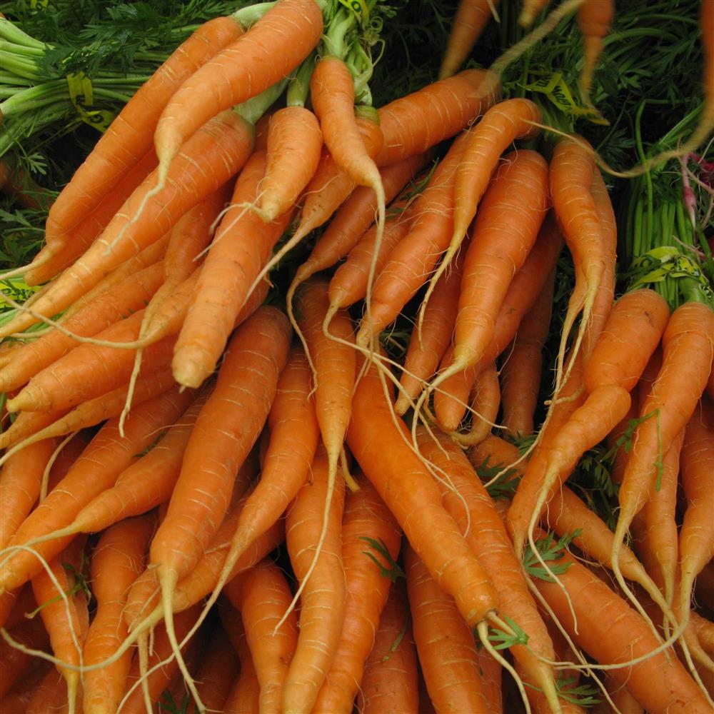 Carrots