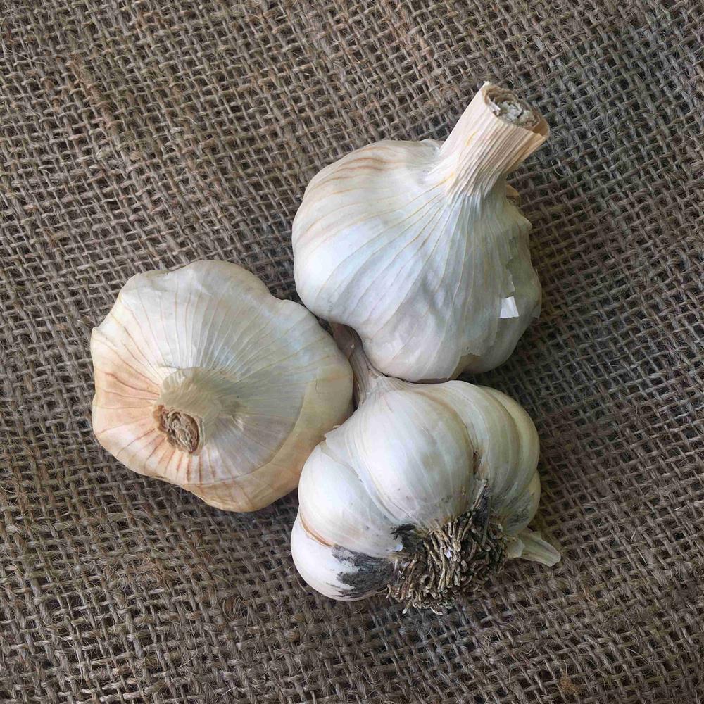 Garlic