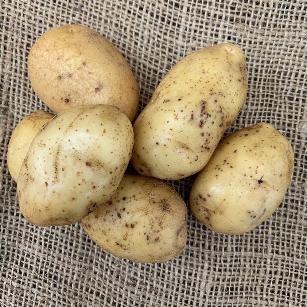 Potatoes, Golden Globe