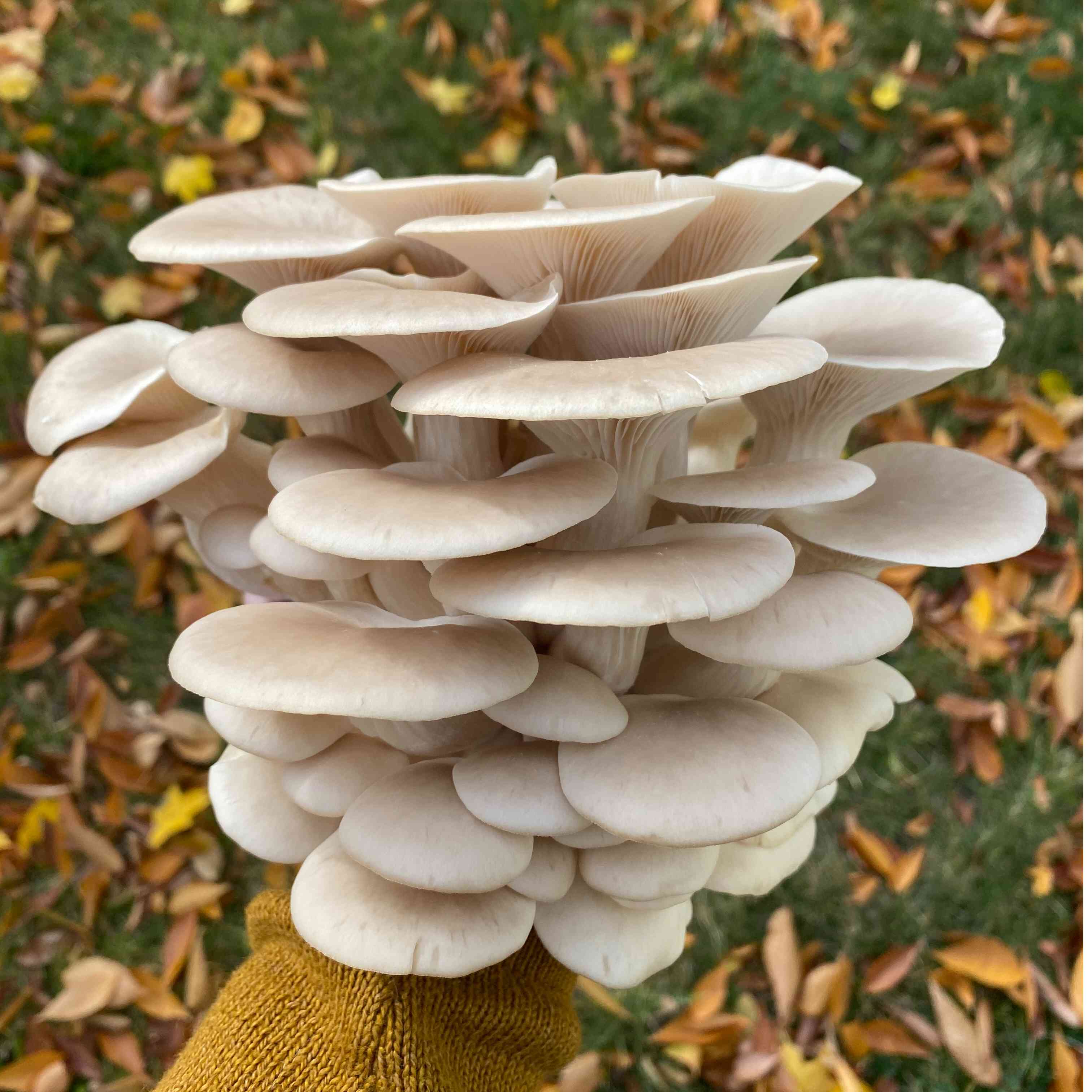 Happy Mountain Mushrooms