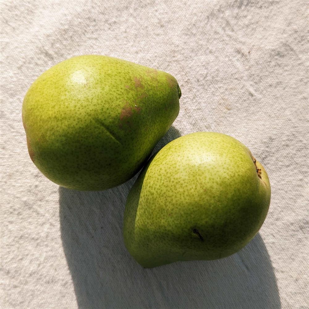 Organic D'anjou Pears at Whole Foods Market