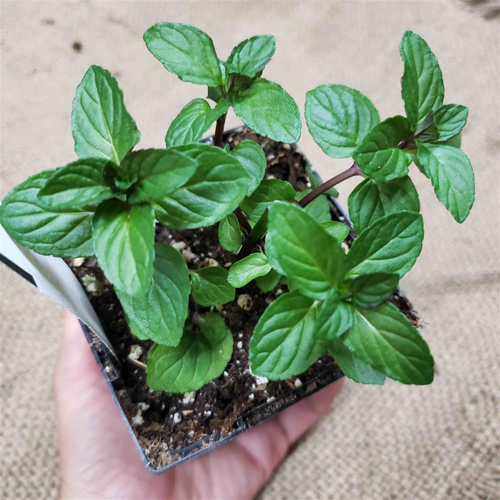 Transplant, Peppermint