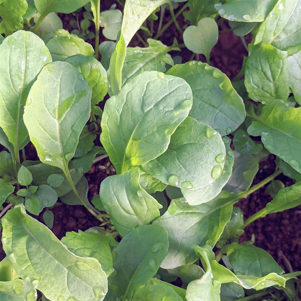 Arugula