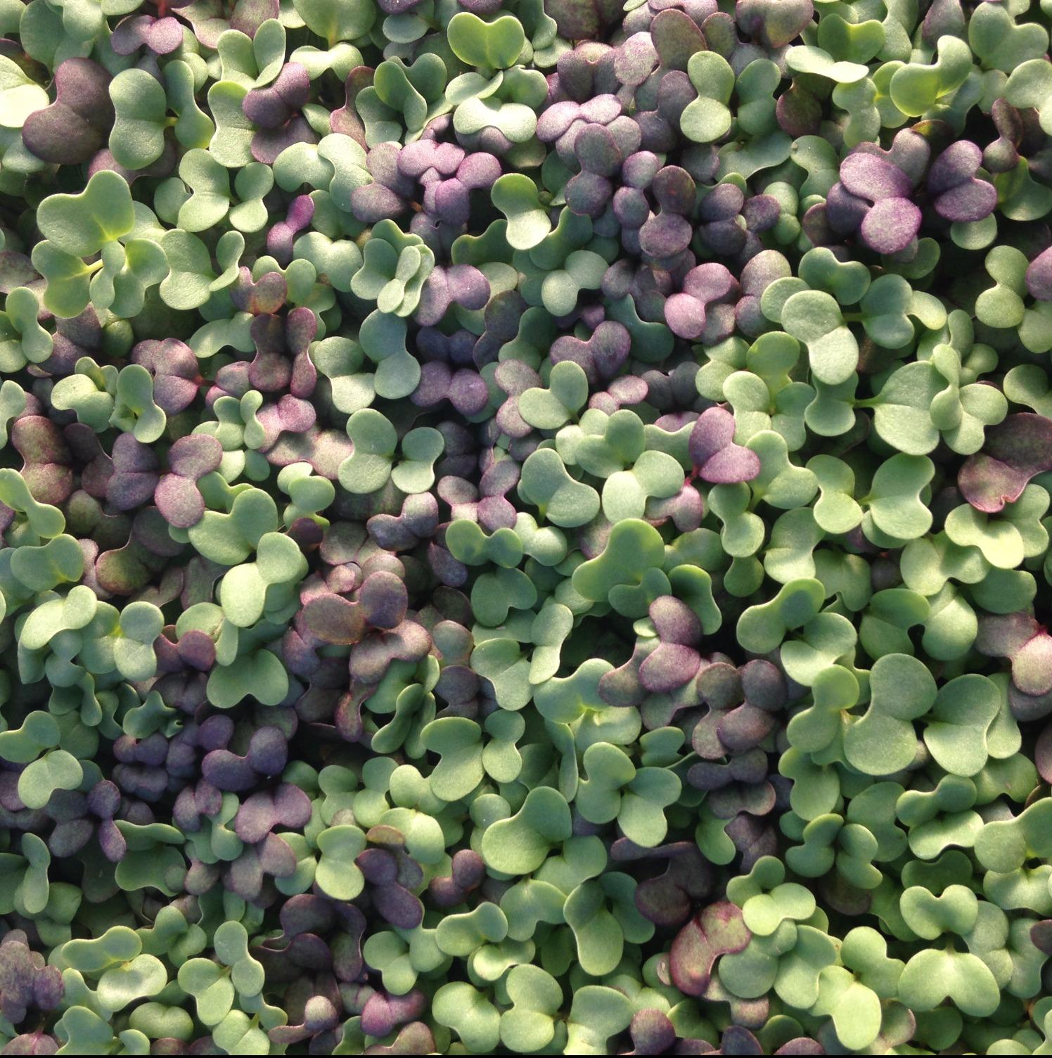 MICRO GREENS, WEBSITE