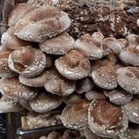 Mushroom Grow Kit - Shiitake
