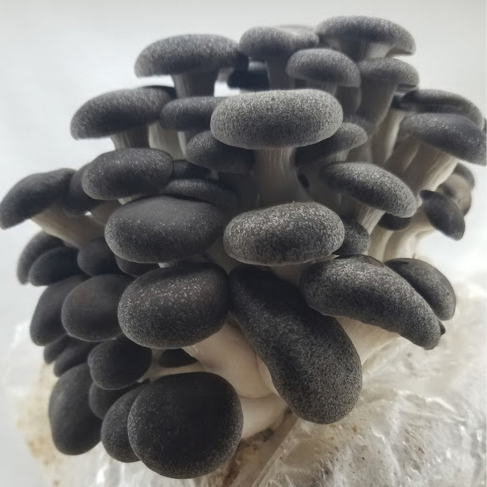 Mother Mushrooms