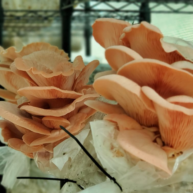 Molokai Mushrooms