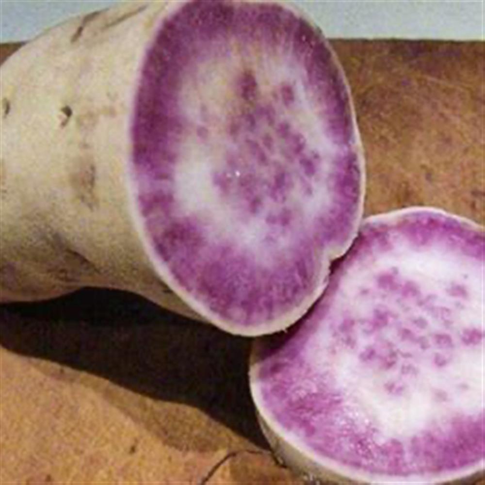 Purple Sweet Potato