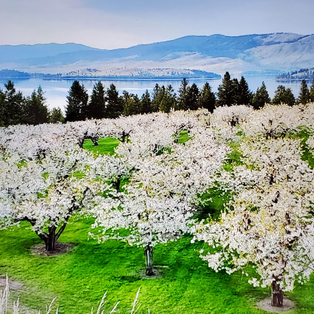 The Orchard at Flathead Lake