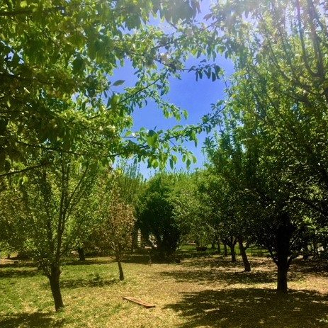 Wavada Orchard