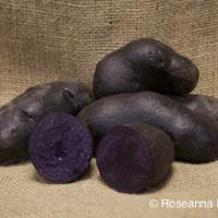 Potatoes, Fingerling, 'Magic Molly', Organic