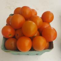 Tomatoes, Cherry, 'Sungold'