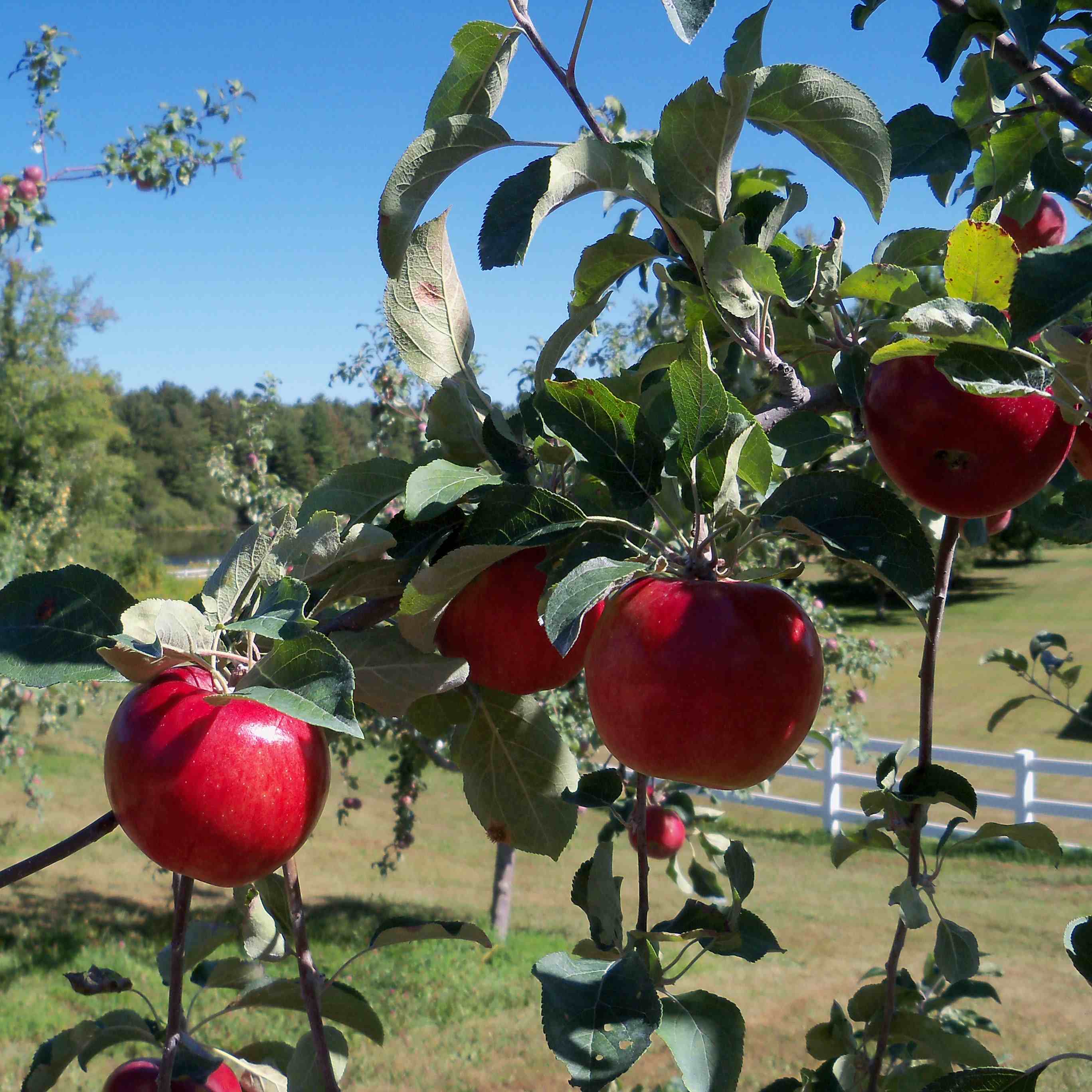 Autumn Harvest Orchard