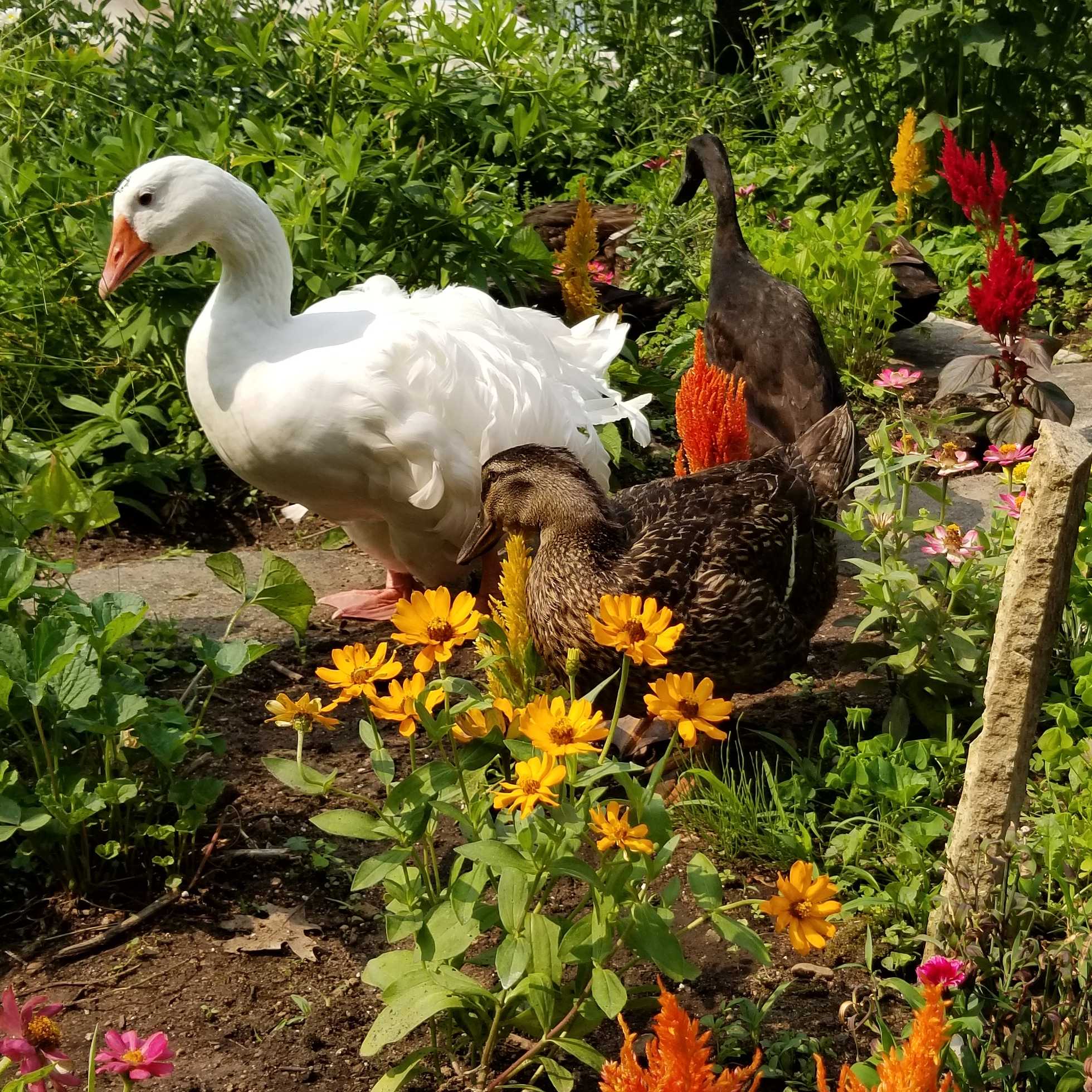 Duck, Duck, Goose Farm