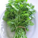 Cilantro