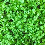 Arugula - Microgreens