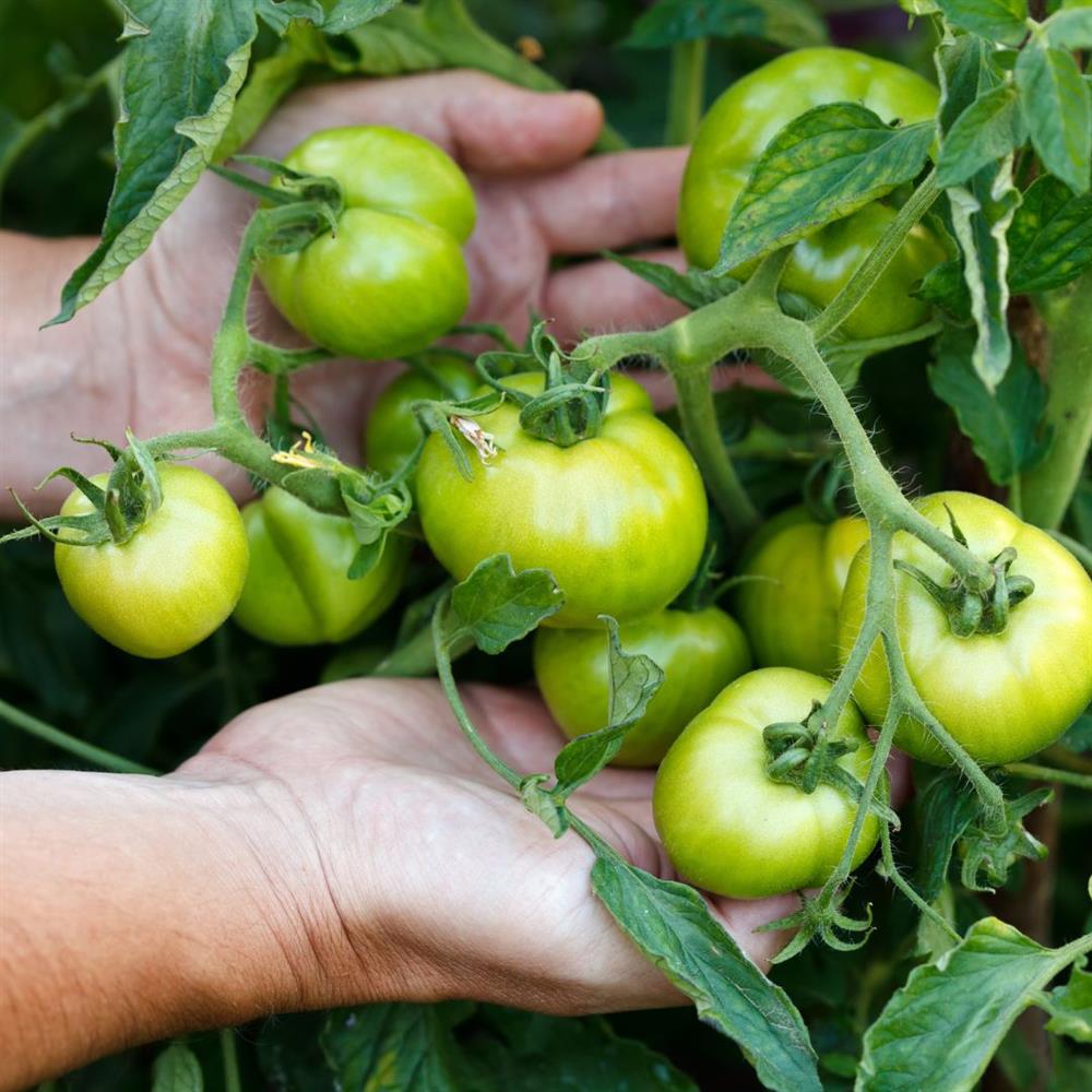 Green Tomatoes