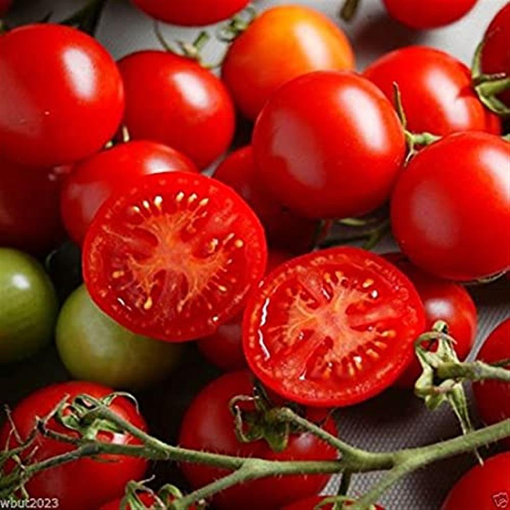 Tomatoes, Campari