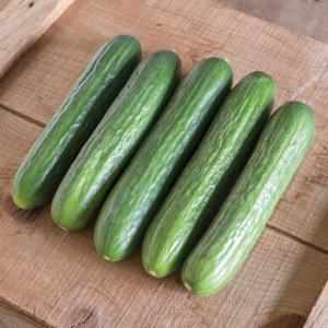 Cucumbers, Organic