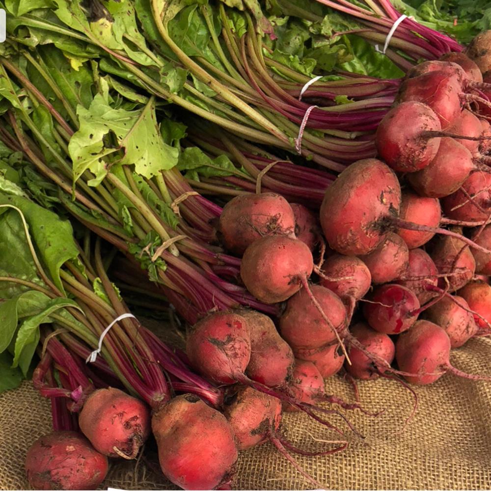 Beets, Cylindra