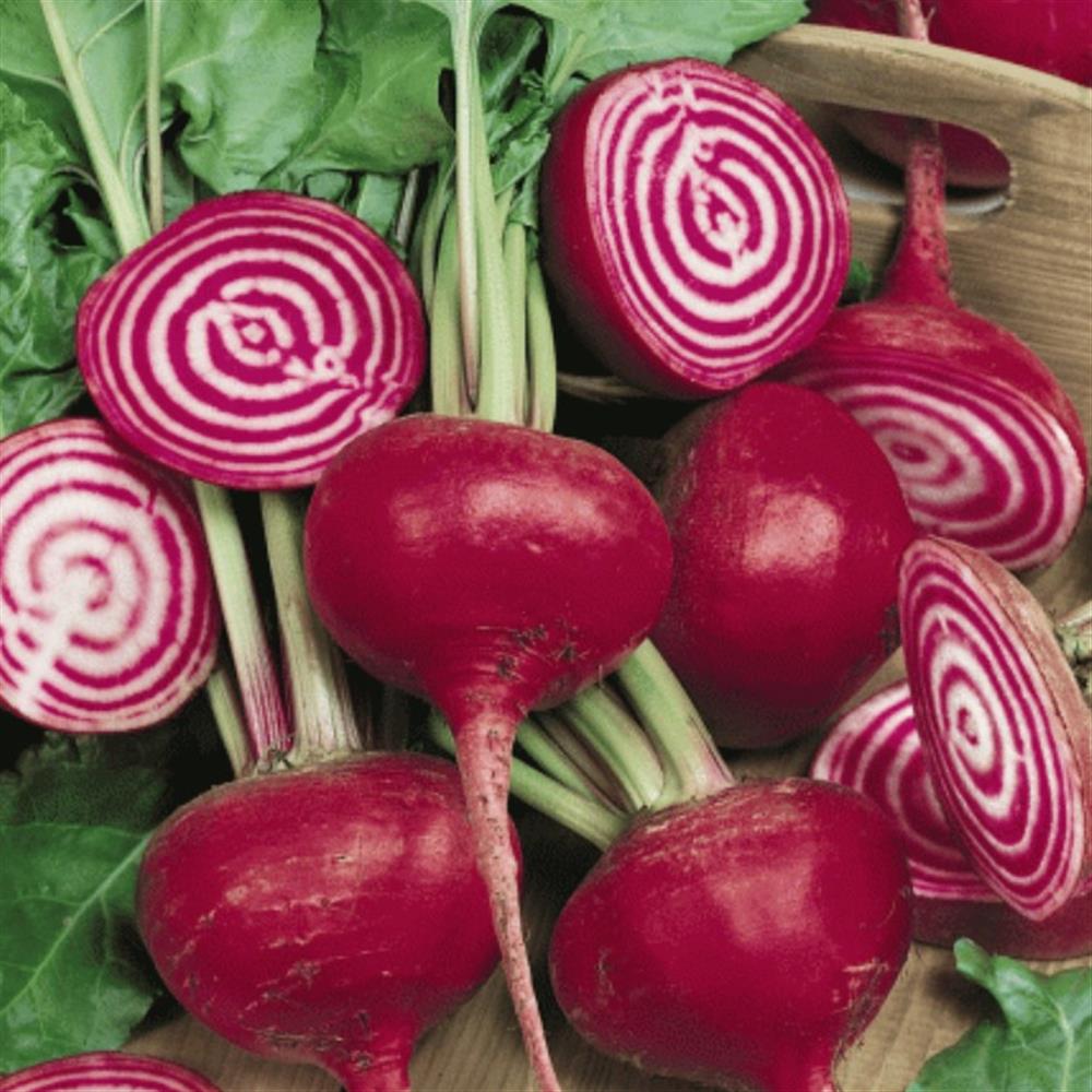 Chioggia Beets