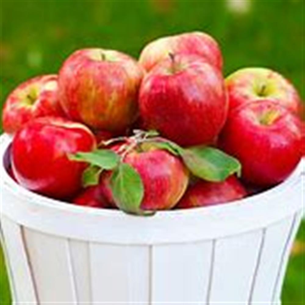 Honeycrisp Apples - 3 Pound Bag, Bag/ 3 Pounds - Ralphs