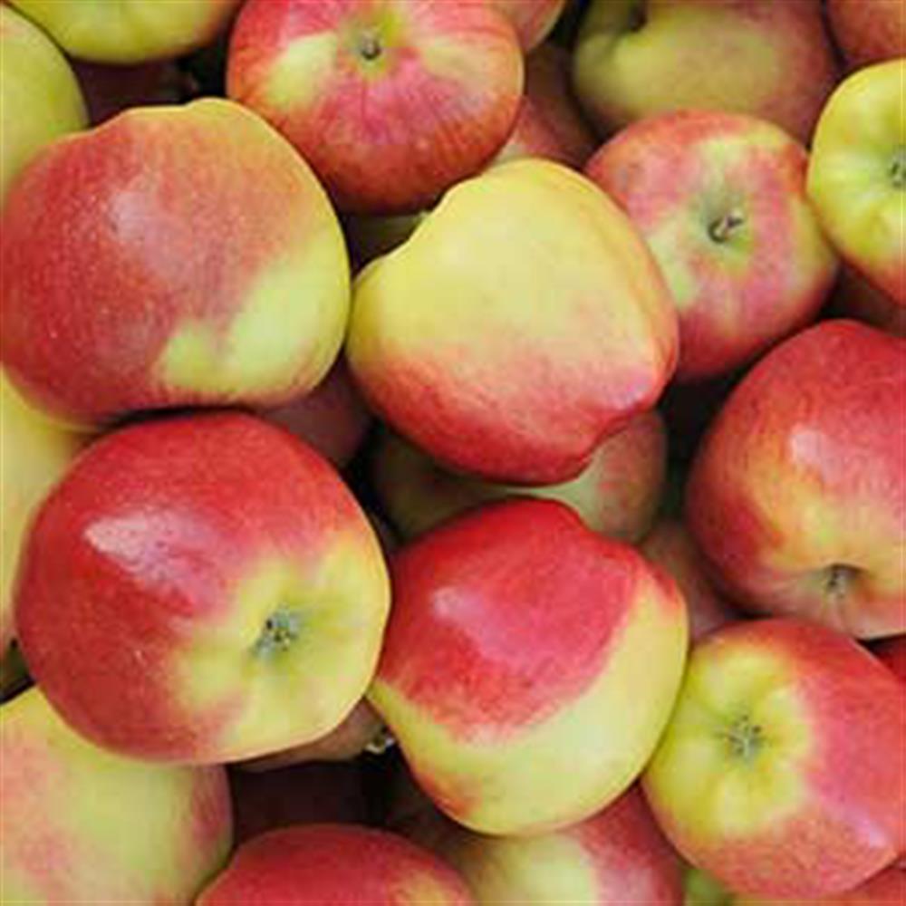  Sauk Farm LLC Honeycrisp Apple Fiber, Certified