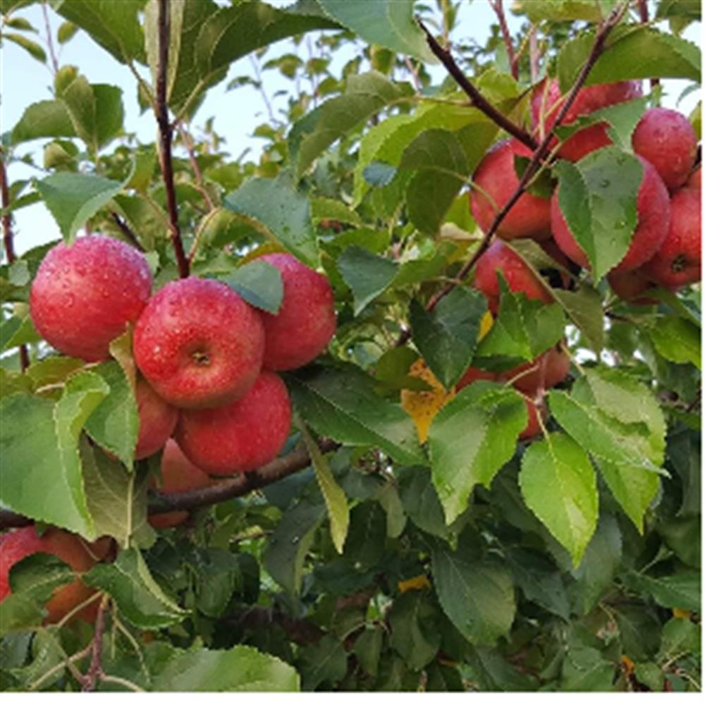 Honeycrisp Apples - Marketside