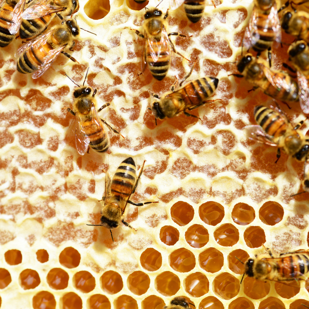 Beezerk Honey