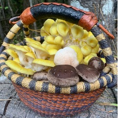 Shade Maiden Mushrooms