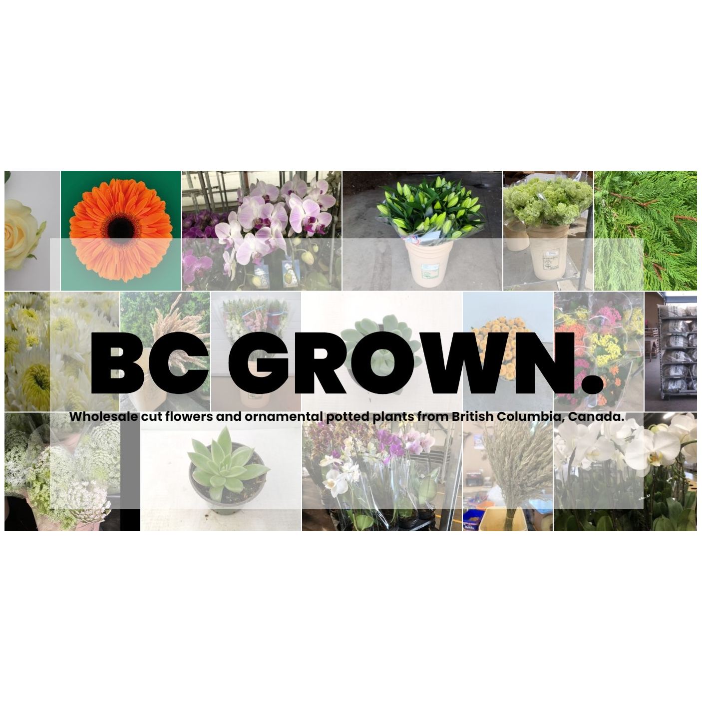  BC Flower Growers