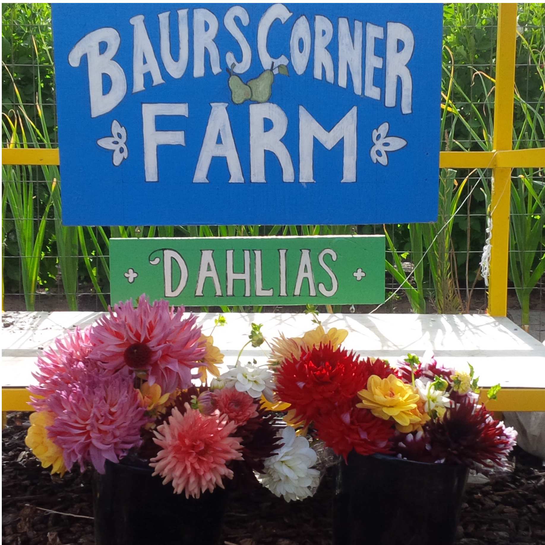 Baurs Corner Farm