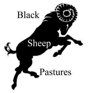 Black Sheep Pastures
