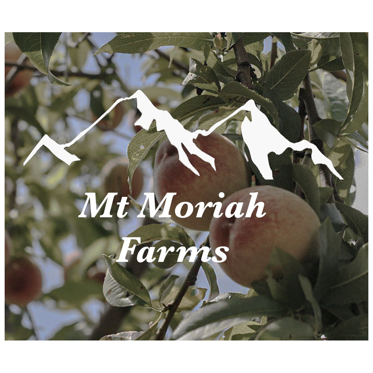 Mt Moriah Farms, Lodi, CA*