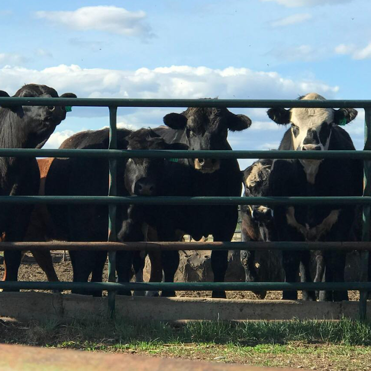 Mugrage Hay and Cattle