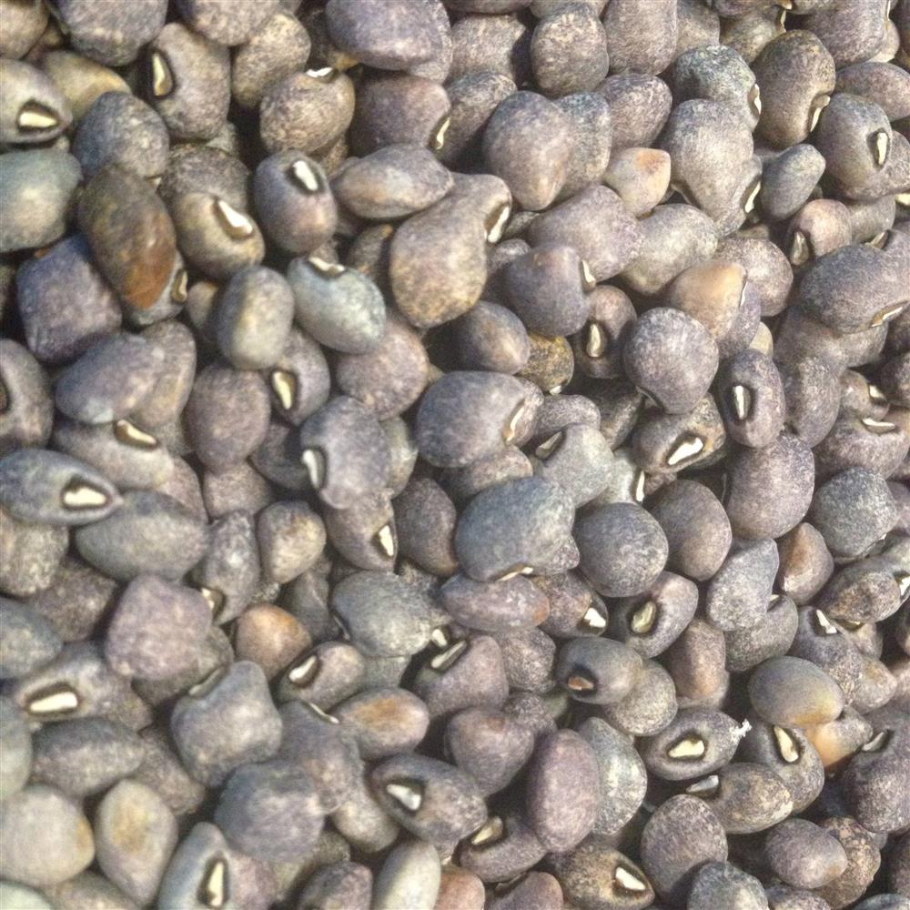 Dry bean, Blue Goose cowpea