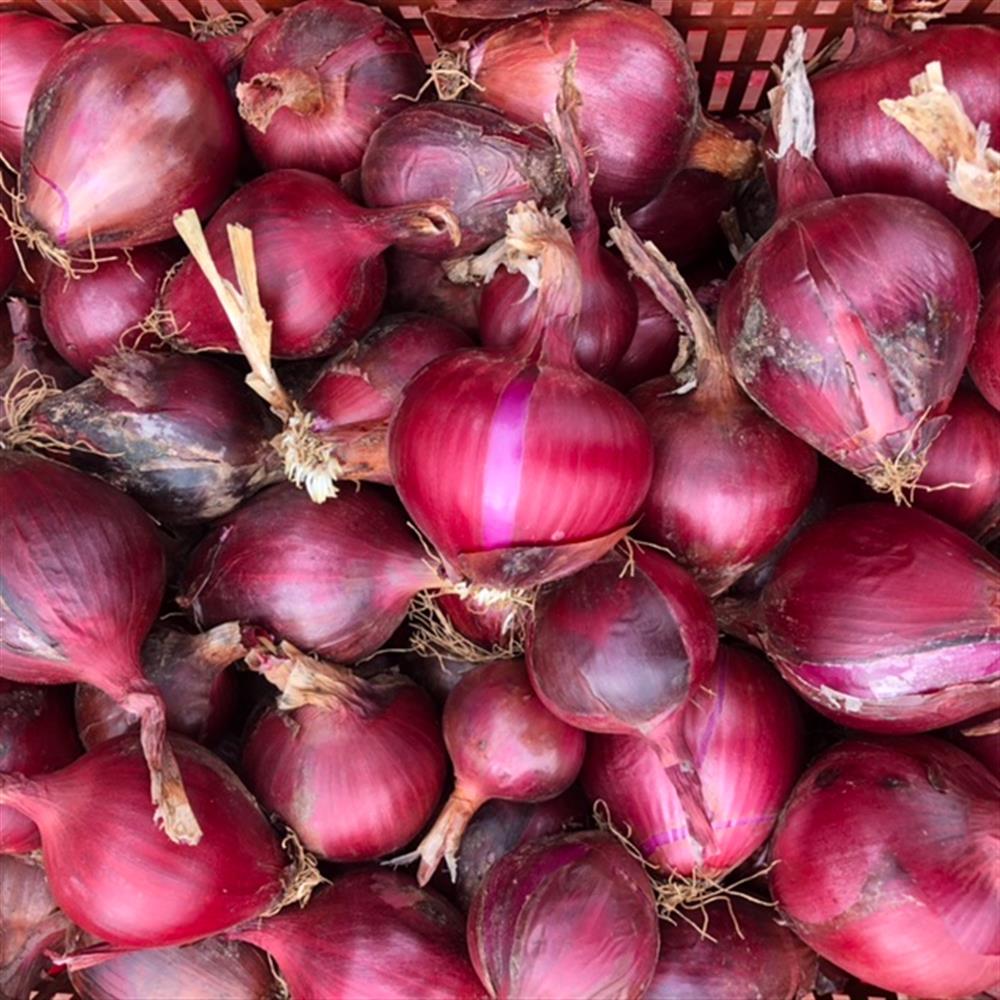 Onions, Red