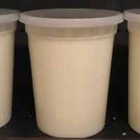 Yogurt - Vanilla or Plain