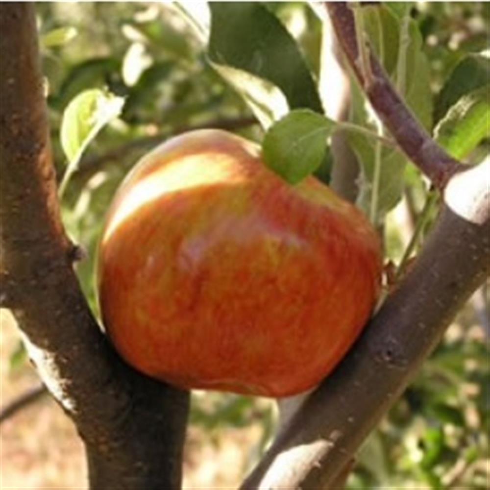 Lil Snapper Organic Honeycrisp Apple 3lb, Fresh Fruit